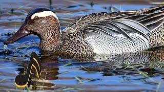 MART TIKIRI  ÇIKRIKÇIN ÖRDEĞİ SESİ GARGANEY Duck Sound [upl. by Ybok]