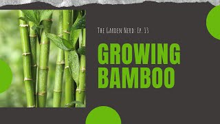 Growing Bamboo [upl. by Tova]