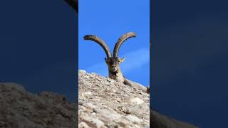 Iberian Ibex [upl. by Tarazi]