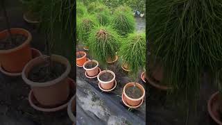 SHE OAK Plant look like Hair plants landscap plantlover garden gardening casuarina shorts [upl. by Llehcim]