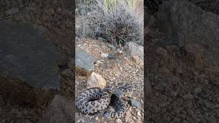 Arizona Black Rattlesnake Crotalus Cerberus [upl. by Nuhsyar]