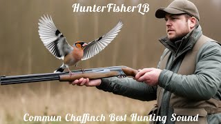 أفضل صوت لصيد الصلنجحسون ظالمدمج صوتين Best Hunting Sound Of Chaffinch chaffinch nature birds [upl. by Inus]