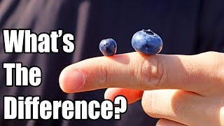 BILBERRY  How European Blueberries are Different than American Blueberries  Weird Fruit Explorer [upl. by Anewor17]