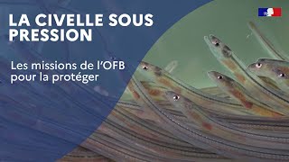 La civelle sous pression  les missions de lOFB pour la protéger [upl. by Nylhsoj549]