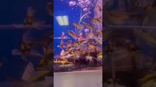 Aquariums  Beautiful and colorful fishes 4k shorts aquarium fish colorful beautiful 4k [upl. by Einaej]