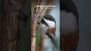 Chestnutbacked Chickadee bird sounds birds [upl. by Anselma]