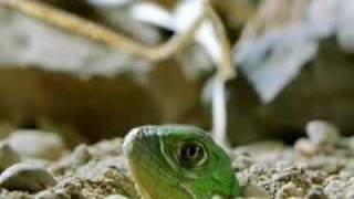 Green Iguana Documentry Part 1 [upl. by Tyra]