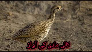 Kala Teetar Madi ki awaaz black francolin Female voice with chicks 2020  Tetar Sound [upl. by Ethel]