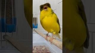 quotCaptivating Canary A Songbirds Stunning Performancequot canarylovers singingcanary [upl. by Larner]