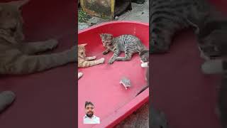 bachao cat catlover funny funnycats dog pets puppy nature ytshorts trending shorts short [upl. by Adnohsed642]