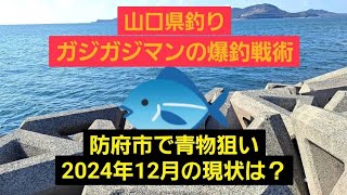 106•山口県釣り防府市で青物狙い2024年12月の現状は？ [upl. by Amorette]