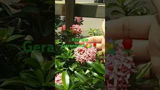 💐🌺Ixora Coccinea is a Species of flowering plant🌿🌻🌳In the Family 👪 RubiaceaeYoutube shorts🍅🥥🍆 [upl. by Ahseenat]