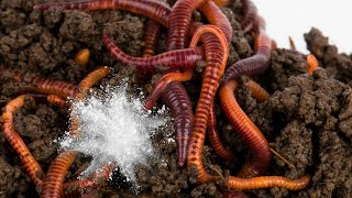 How To Fatten Worms For Fishing Bait For Beginners [upl. by Horan]