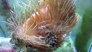 How to get your Clownfish to host an Anemone [upl. by Adlar810]