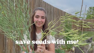 How to Save Seeds from Cold Weather Crops Like Brassicas and Peas 🫛🌱 [upl. by Hairom]