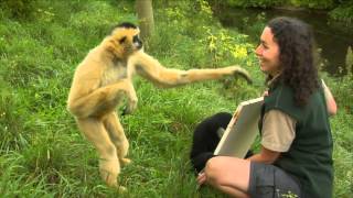 Conservation Connection White Cheeked Gibbon [upl. by Hnamik]