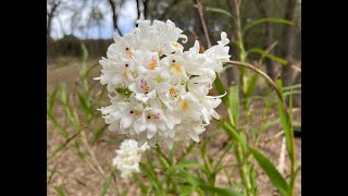 Show amp Tell Polystachya neobenthamia [upl. by Airahcaz]