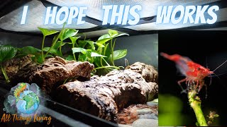 We added Shrimp to the Croc Skink Paludarium [upl. by Aerdma]