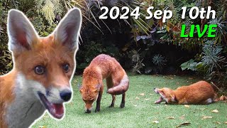 Foxes Live  2024 September 10th [upl. by Naanac72]