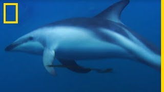 Les dauphins obscurs créatures mystérieuses et fascinantes [upl. by Man]