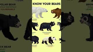 Sloth Bear Facts [upl. by Adnahs]