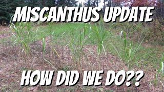 CAN YOU TRUST MISCANTHUS UP NORTH How many of our 4000 rhizomes survived [upl. by Depoliti]