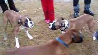 boxer dog fight [upl. by Wendelina]