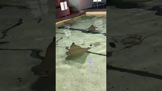 Stingrays Everywhere stingray stingrayfish stingrays aquarium aquariumshorts [upl. by Jorgensen]