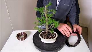 How To Make a Bonsai Step by Step Beginners Guide To Wiring Trees [upl. by Dhu]