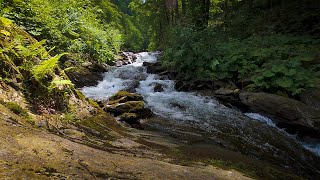 Soothing Birdsong and Soft Mountain Stream  8 Hours Relaxing Forest Ambience [upl. by Chrotoem]