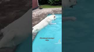 dogs jumping into pool [upl. by Oznecniv]