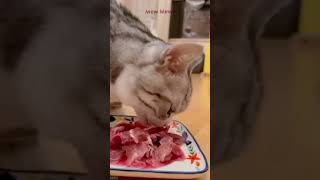 🐈❤️ Funny cats 🐈  ❤️Cute cats MewMew episode 6924 [upl. by Reve719]