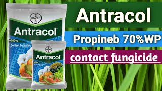 antracol fungicide  bayer antracol fungicide  Propineb 70wp  propineb70wp fungicidempfarming47 [upl. by Anahsar]