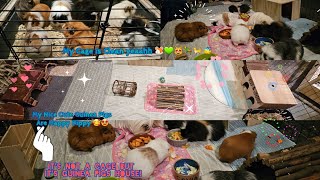 Reaction Of My Nine Cute Guinea Pigs After Their Cage Cleaned So Adorable [upl. by Nixon490]