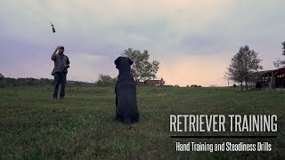 Formal Hand Training and Steadiness With Your Gundog  Hunting Dog Training [upl. by Ahsehyt119]