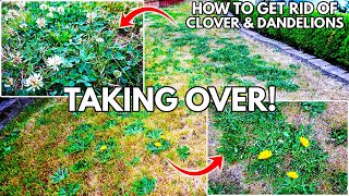 How To Get Rid Of Dandelion Crabgrass amp Clover In The Lawn Professionally Control Weeds Like A Pro [upl. by Ecnatsnok855]