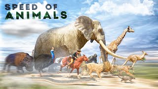 SPEED COMPARISON 3D  Animals 🦌 [upl. by Kcolttam]