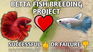 Betta Fish Breeding Project  Fighter Fish Breeding [upl. by Brubaker]