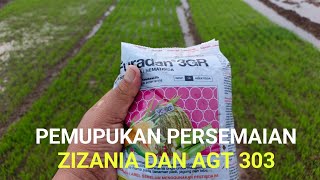 PEMUPUKAN PERSEMAIAN PADI ZIZANIA DAN AGT 303 [upl. by Gnilrets898]