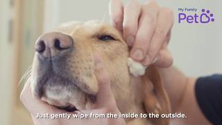 How To Clean Your Dogs Eyes  My Family Vets [upl. by Einahc]