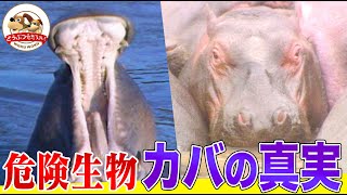 【マサイも逃げる危険生物】ライオンを蹴散らしフンをまき散らす！アフリカで一番多く人間を殺す動物カバの真実【どうぶつ奇想天外／WAKUWAKU】 [upl. by Atsilac]