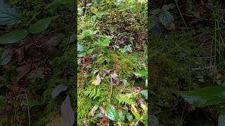 Beneath the green moss lies beautiful porcini mushrooms mushrooms [upl. by Astrid]