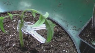 Cleft Grafting Tomatoes  A Look at How I Do Cleft Grafts [upl. by Labotsirhc593]