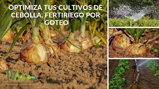 Optimiza tus cultivos de Cebolla fertiriego por goteo  TvAgro por Juan Gonzalo Angel [upl. by Aerbua]