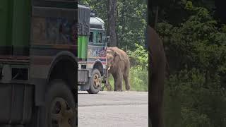 Elephant Attack men in Road Very Dangerous 😱😰shorts elephant ytshort [upl. by Oecile796]