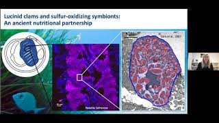 Nitrogen fixation by chemosynthetic symbionts  Jillian Petersen [upl. by Rhody]