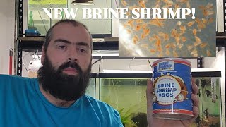 New Brine Shrimp Eggs In The Fishroom [upl. by Yacov]