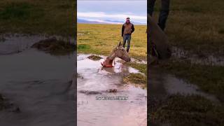 This horse falls into a deep hole and we rescue him sorts sort sortvideo [upl. by Yusuk]