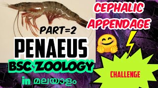 BSC ZOOLOGYARTHROPODAPENAEUSCEPHALIC APPENDAGESEM ONEIN മലയാളം [upl. by Ataynek]