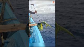 Mahi Mahi Fish Caught Using Live Baits fishing fishingvideo fishingtime [upl. by Llemmart487]